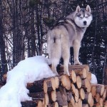 Quicksilver on log pile