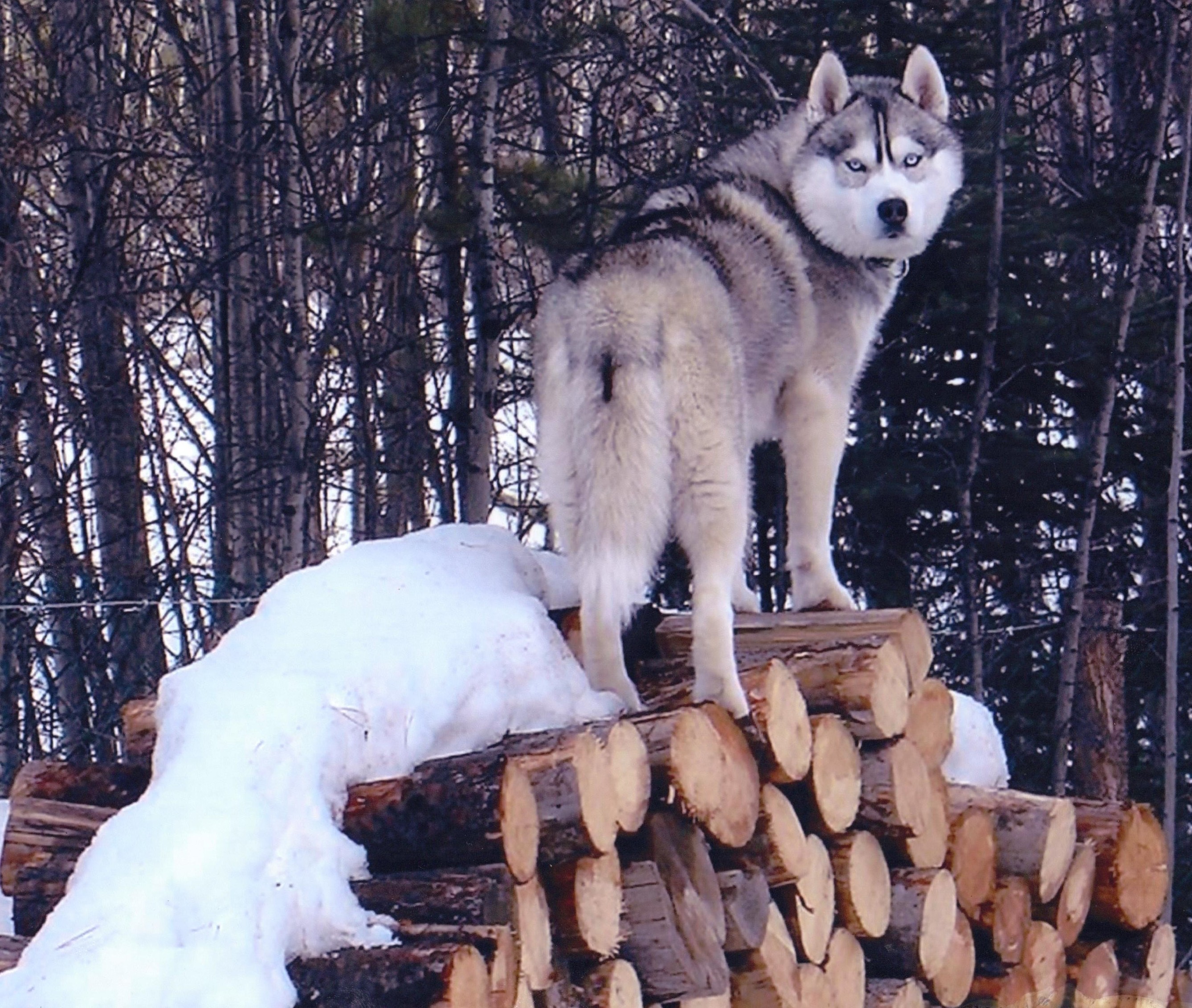 Quicksilver on log pile