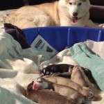 fairy and her babies