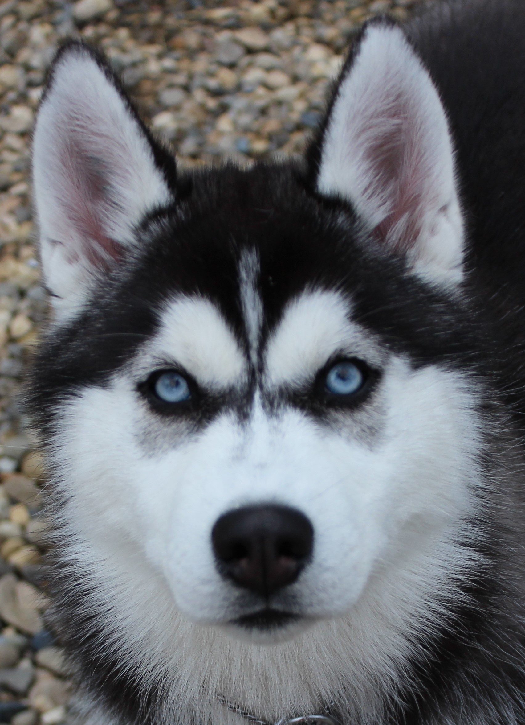 Jasmine headshot at 16 wks