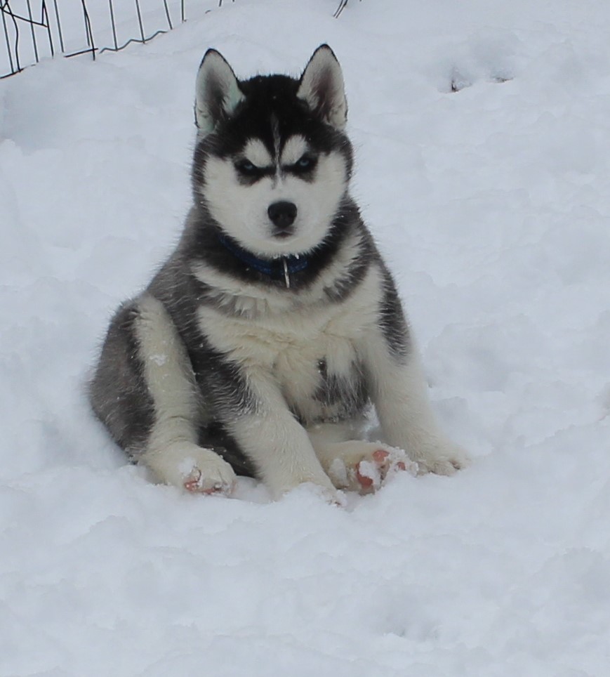 Jasmine in the snow